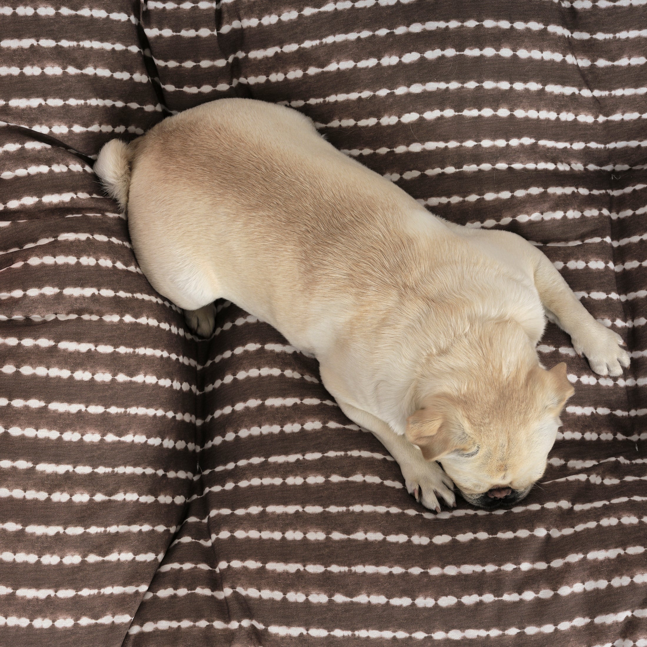 Cama de mascota 100% algodón antimanchas Bolton 6