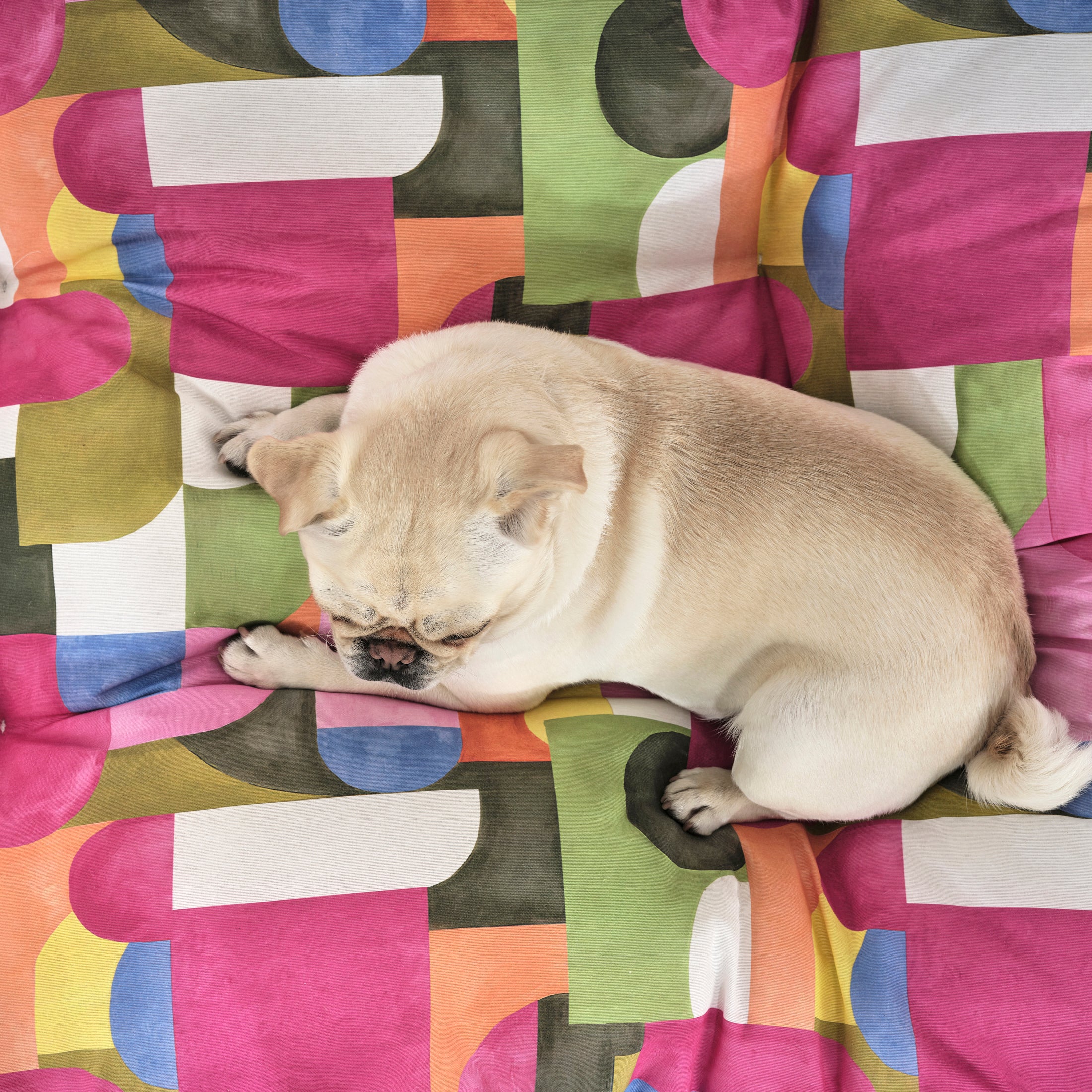 Cama de mascota 100% algodón antimanchas Dundee