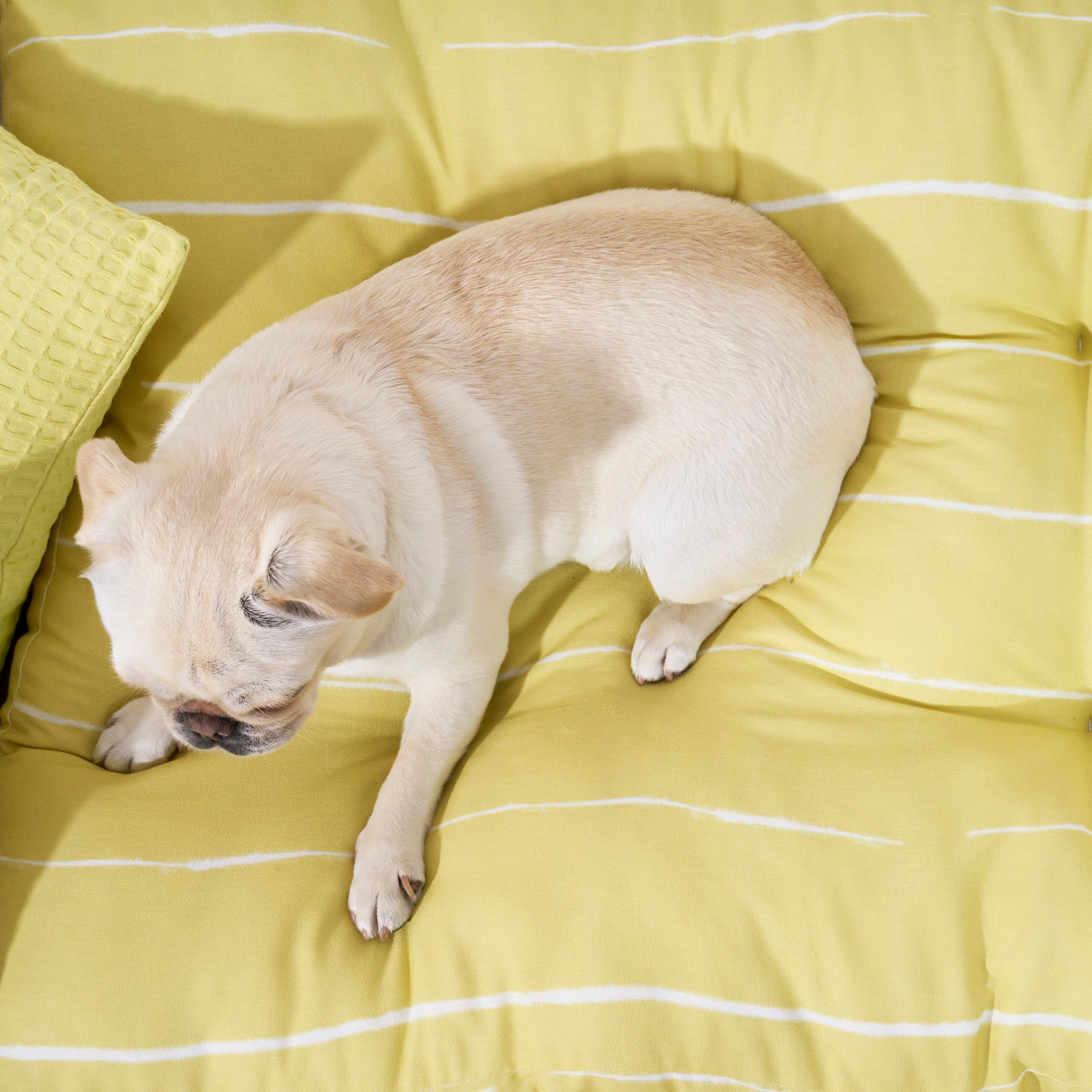 Cama de mascota 100% algodón antimanchas Andover 15