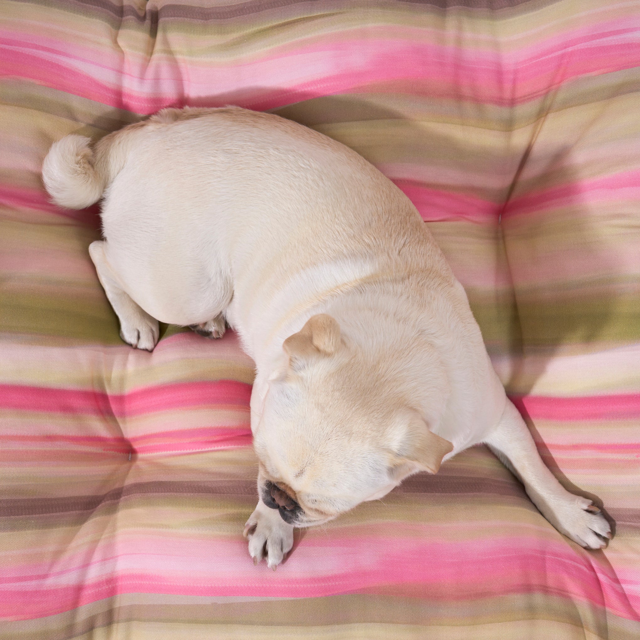 Exeter 100% Cotton Stain Resistant Pet Bed Green