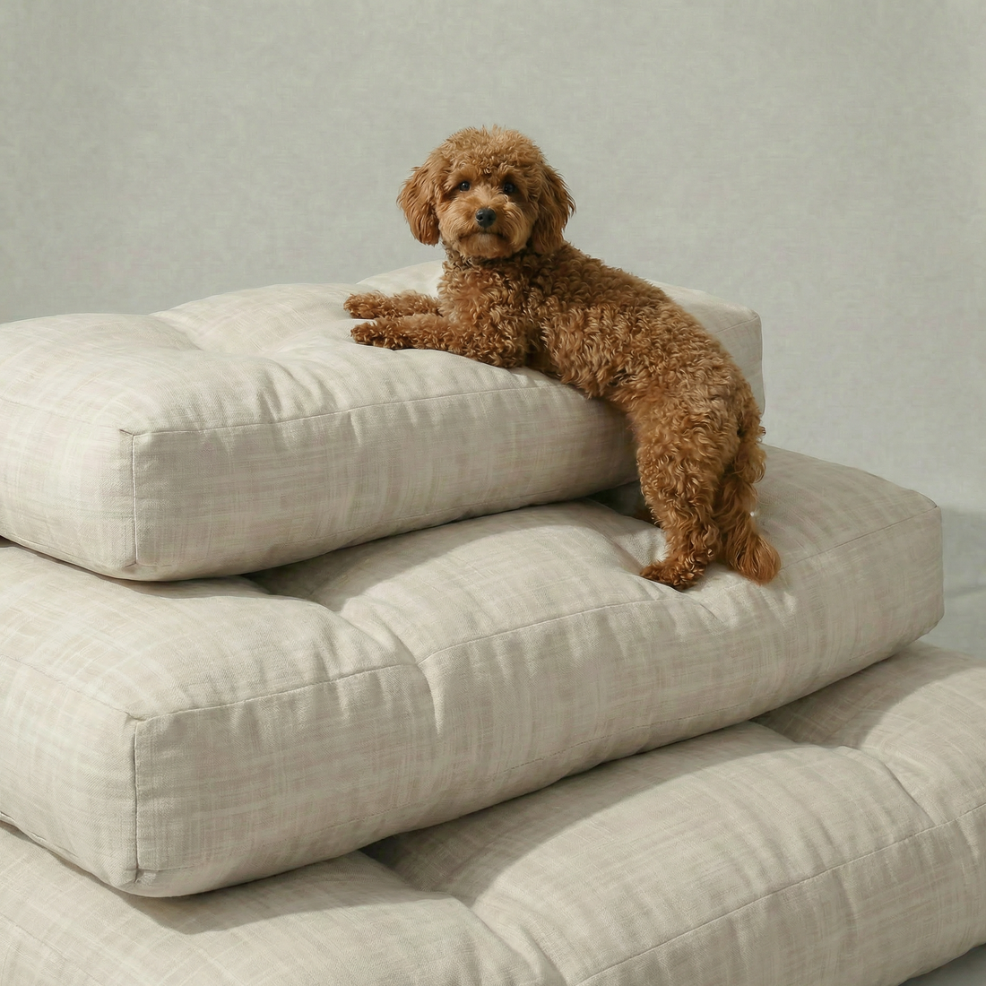 Cama para mascota gruesa y acolchada con acabado antimanchas Beig Medio