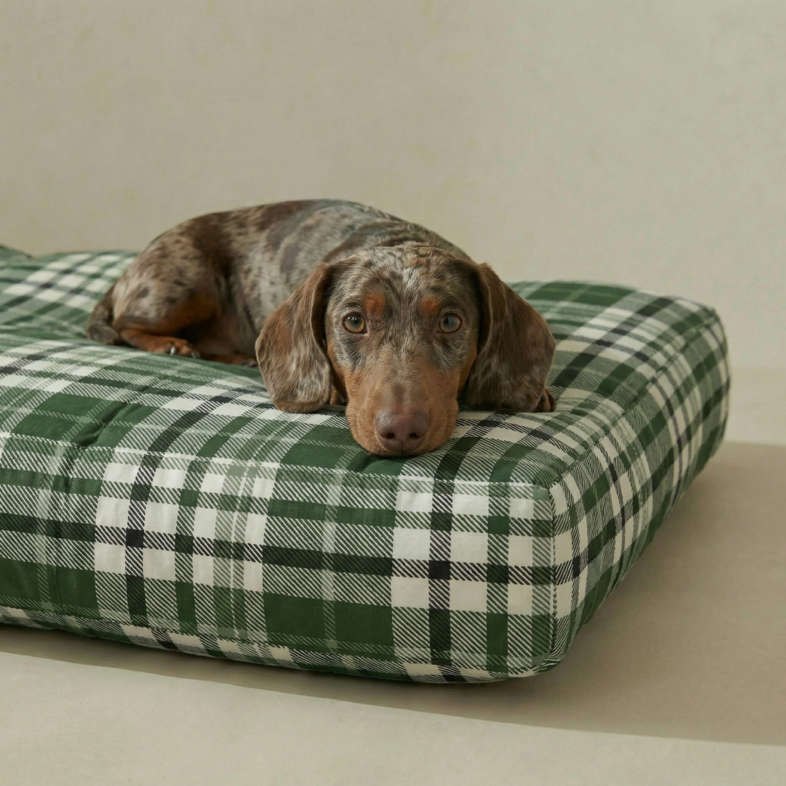 Cama para mascota gruesa y acolchada con acabado antimanchas Davis Green