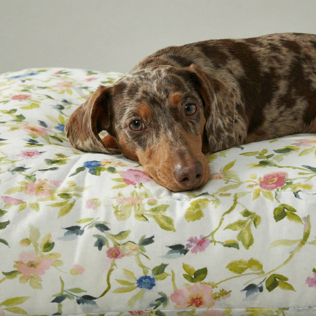 Cama de mascota 100% algodón antimanchas Leeds Verde