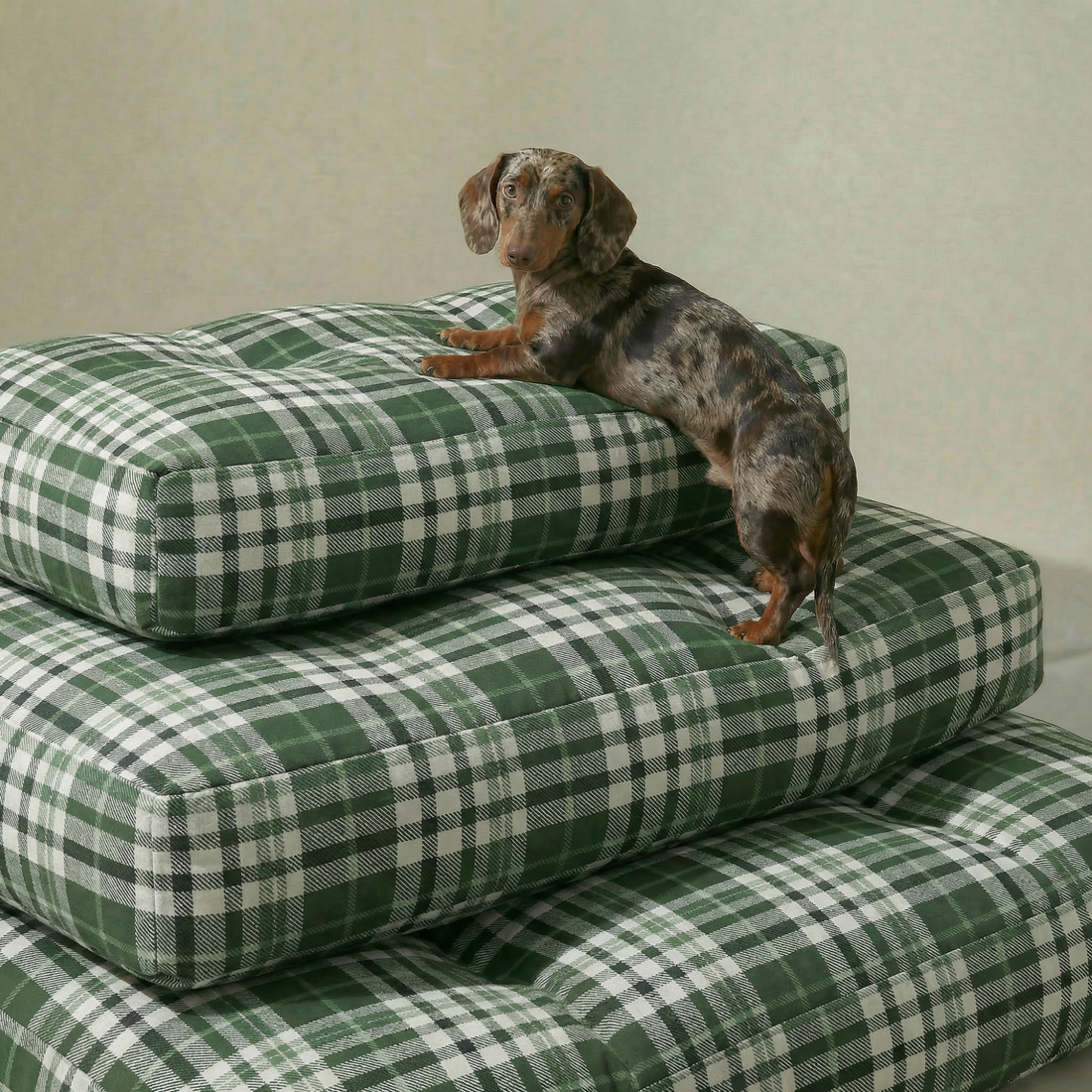 Cama para mascota gruesa y acolchada con acabado antimanchas Davis Green